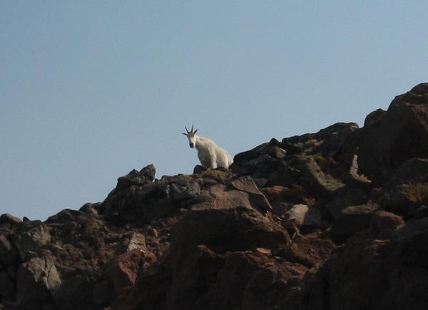 mountaingoat.jpg